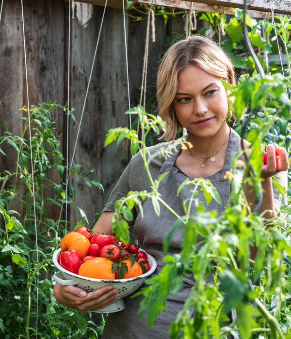 Ochsenherztomate 'Fleurette' 7 Ochsenherztomate 'Fleurette' - Image 5
